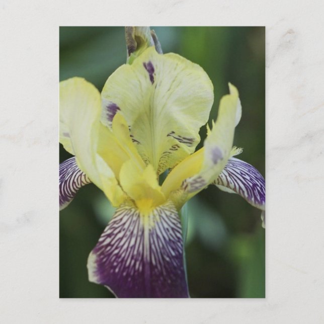 Rare Orchid Postcard (Front)