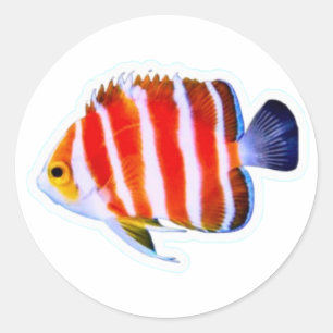 Rare Peppermint Angelfish Sticker - Deep Sea Luxur