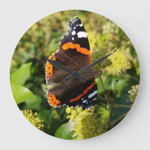 Rare Red Admiral Butterfly in the Sun on Flowers Large Clock