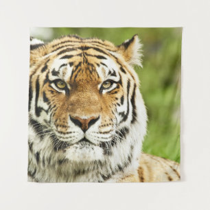 Rare Siberian Tiger: Endangered Resting Tapestry