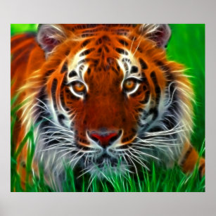 Rare Sumatran Tiger from Indonesia Poster