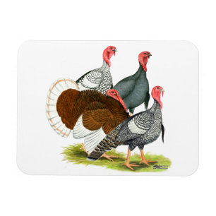 Rare Turkey Quartet Magnet