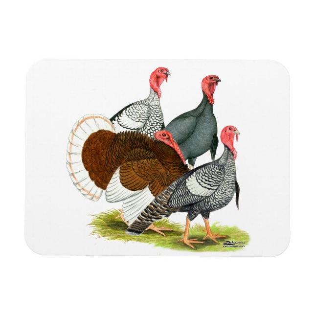 Rare Turkey Quartet Magnet (Horizontal)