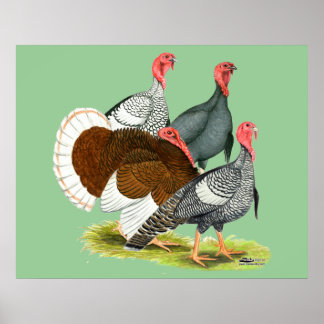 Rare Turkey Quartet Poster