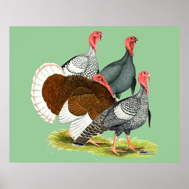 Rare Turkey Quartet Poster (Front)