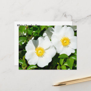 Rare White Cherokee Roses Postcard