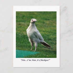 Rare White Raven Gifts Postcard
