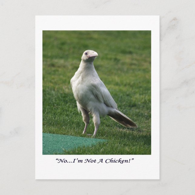 Rare White Raven Gifts Postcard (Front)