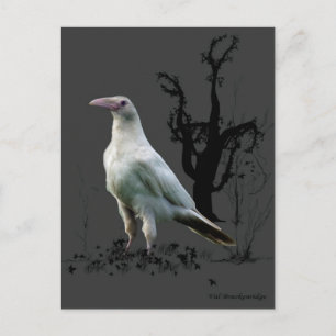 "Rare White Raven" Gifts Postcard