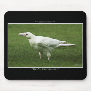 Rare White Raven Wildlife Photograph Mouse Pad