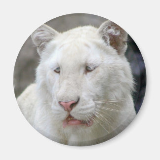 Rare White Tiger Magnet