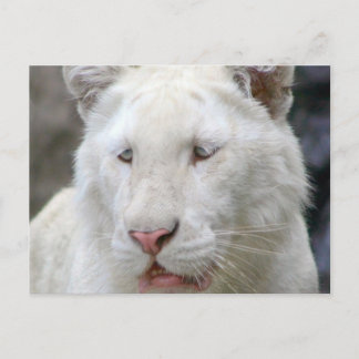 Rare White Tiger Postcard