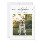 Rarely Calm Always Bright Cute Dog Photo Christmas