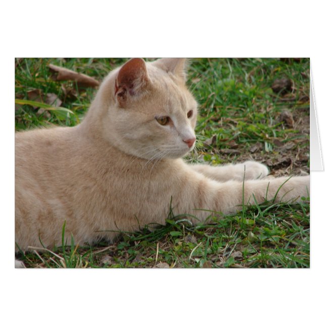 Rascal (Front Horizontal)