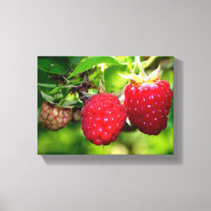 Raspberries Canvas Print