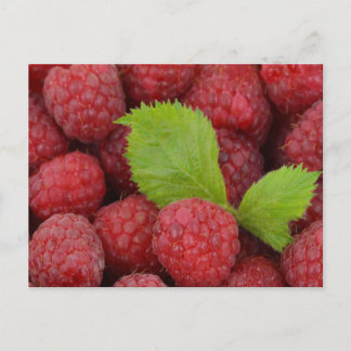 Raspberries Postcard
