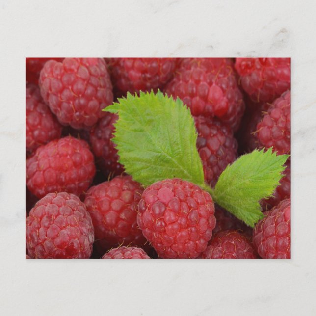Raspberries Postcard (Front)