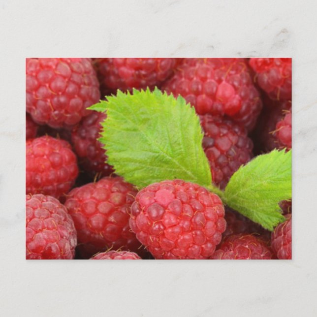 Raspberries Postcard (Front)