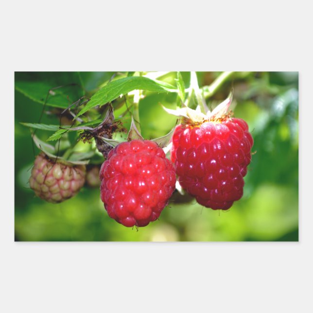 Raspberries, red berries, red fruit  rectangular sticker (Front)