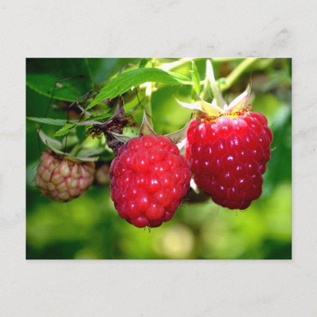 Raspberries red fruit berries postcard (Front)