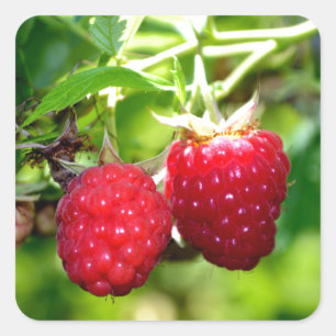 Raspberries Square Sticker