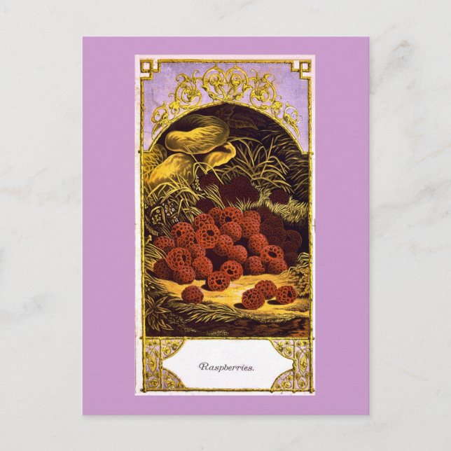 Raspberries - Vintage Ad 1874 Postcard (Front)