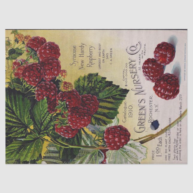 Raspberries Vintage Nursery Catalogue Tissue Paper (Front)