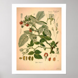Raspberry Botanical Print