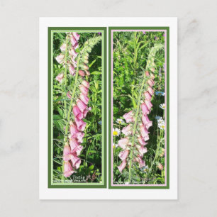 RASPBERRY FOXGLOVE BOOKMARKS POSTCARD