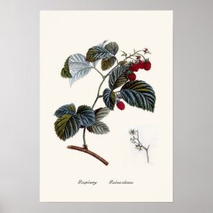 Raspberry Poster
