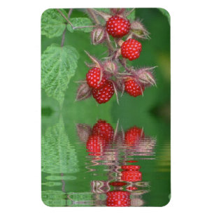 Raspberry Reflections Magnet