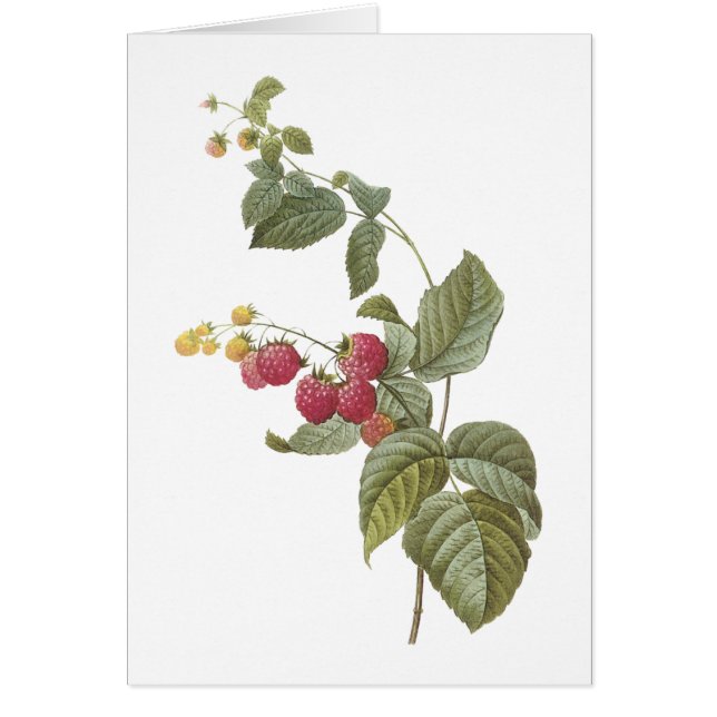 raspberry(Rubus sp.) by Redouté (Front)