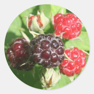 Raspberry Stickers