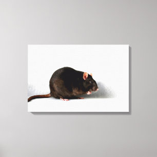 Rat 24x16 (60x40cm) wacm canvas print