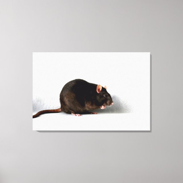 Rat 36x24 (90x60cm) waccna canvas print (Front)