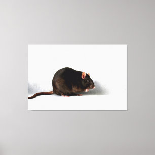 Rat 60x40 (150x100cm) waccna canvas print