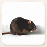 Rat coastercna