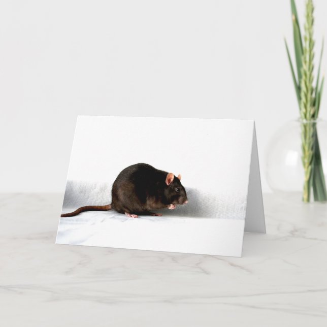 Rat gcm card (Front)