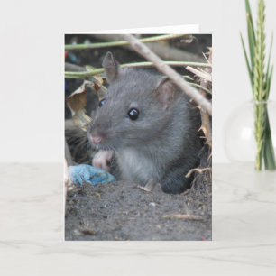 Rat in a hole Greeting Card
