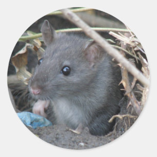 Rat in a hole sticker