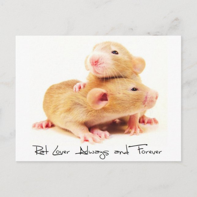 Rat Lover Always and Forever Postcard (Front)