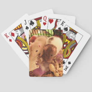 Rat playing cards