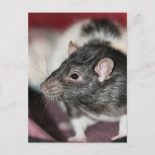 Rat Postcard