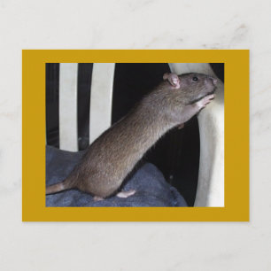 RAT POSTCARD