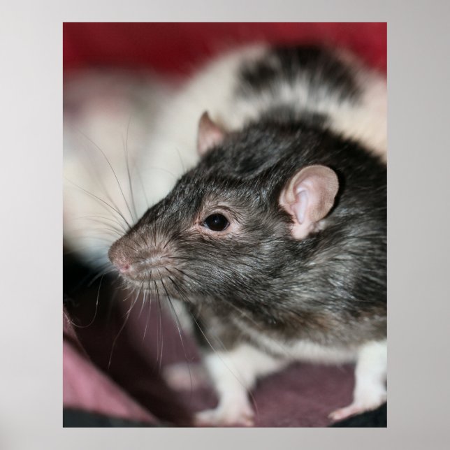 Rat Poster (Front)