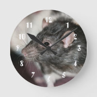 Rat