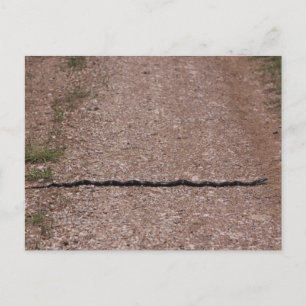 Rat Snake Postcard