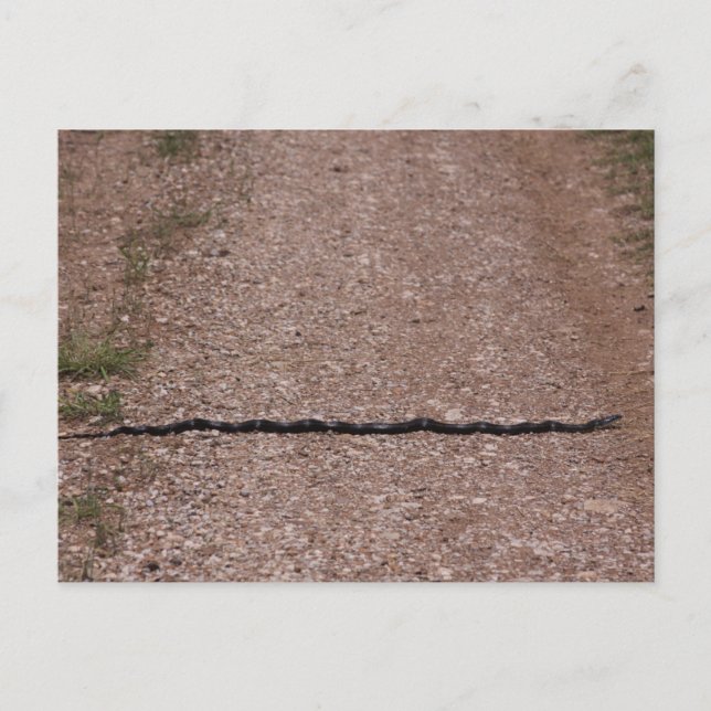 Rat Snake Postcard (Front)