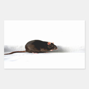 Rat stcna rectangular sticker