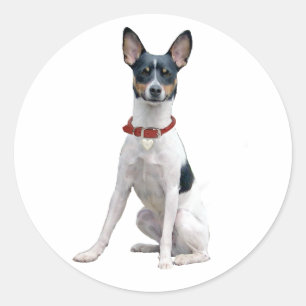 Rat Terrier (A) Classic Round Sticker